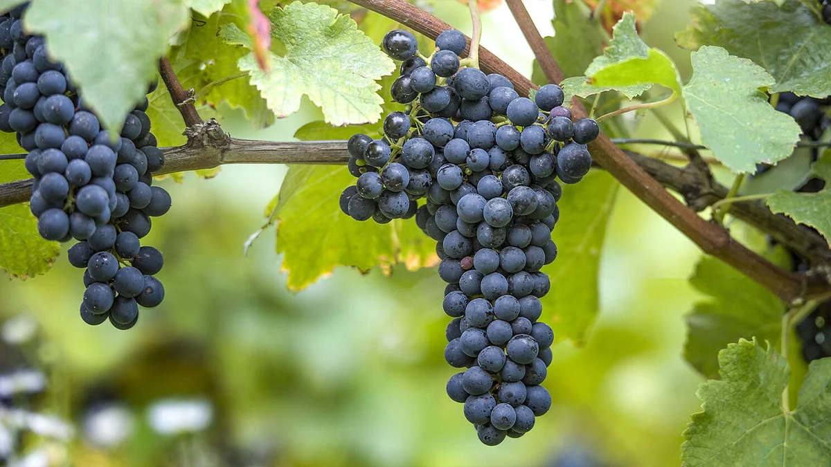 Racimo de syrah maduro en la cepa