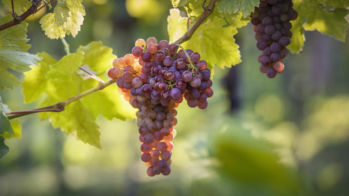 Racimo de frühroter veltliner, de piel cobriza, en la cepa