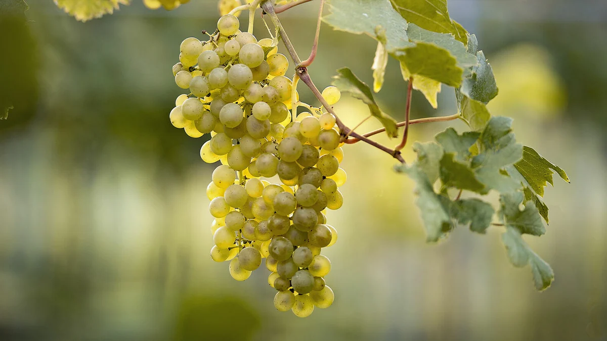 Racimo de müller thurgau en la cepa