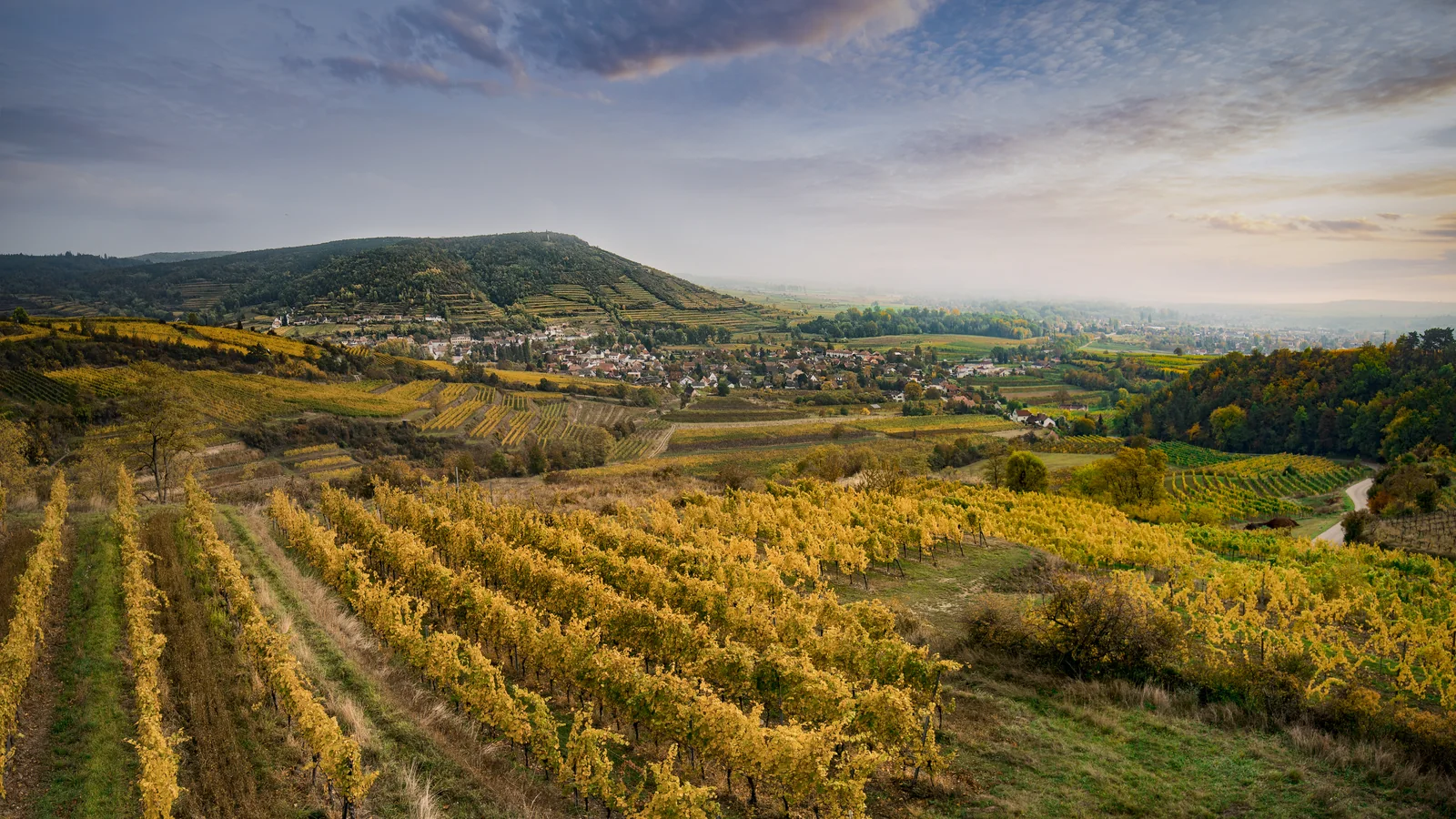Terrazas de viñedo del Heiligenstein en el Kamptal, en otoño