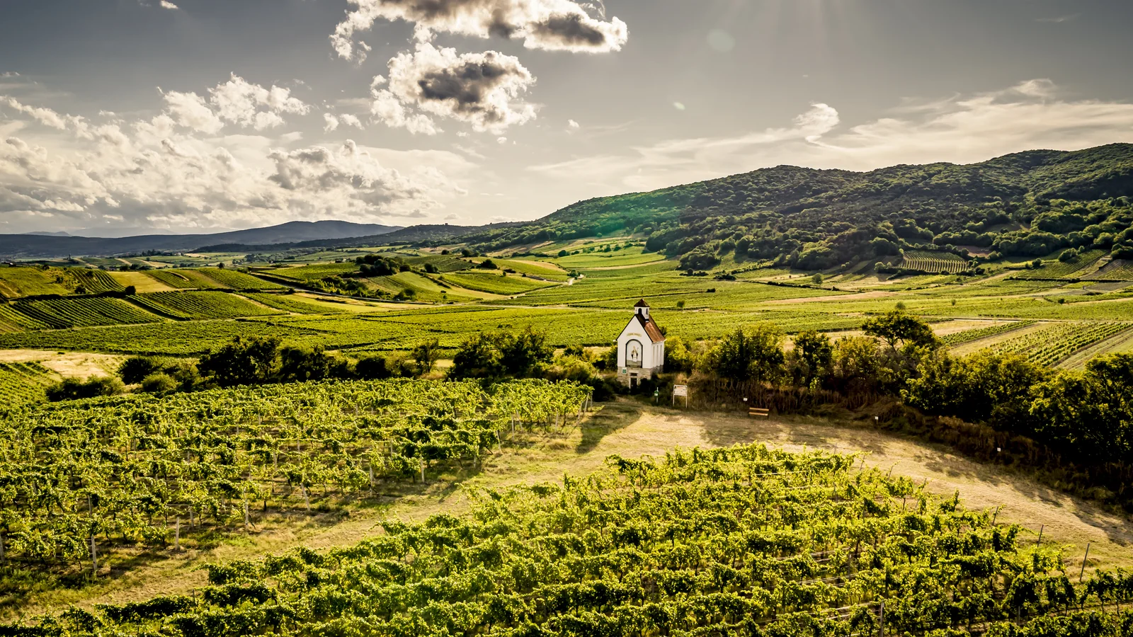 Viñedos y una capilla entre las lomas de Gumpoldskirchen, en Niederösterreich