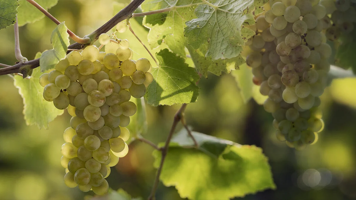 Racimo de pinot blanc en la cepa