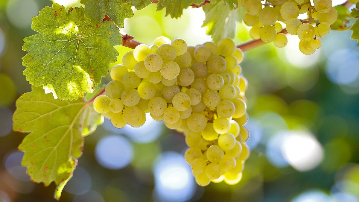 Racimo de riesling en la cepa