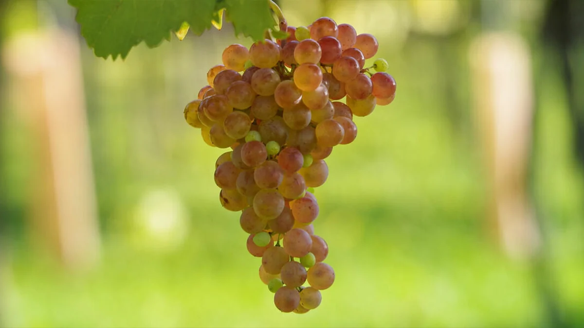 Racimo de roter veltliner, de piel rosada, en la cepa