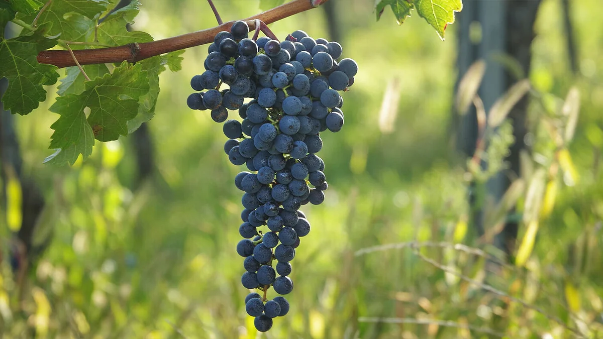 Racimo de cabernet sauvignon maduro en la cepa