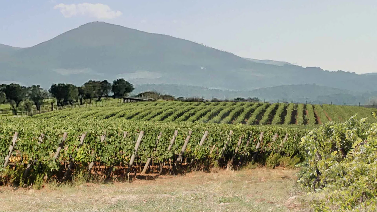 Viñedo de Collemezzano con las colinas de la Alta Maremma al fondo