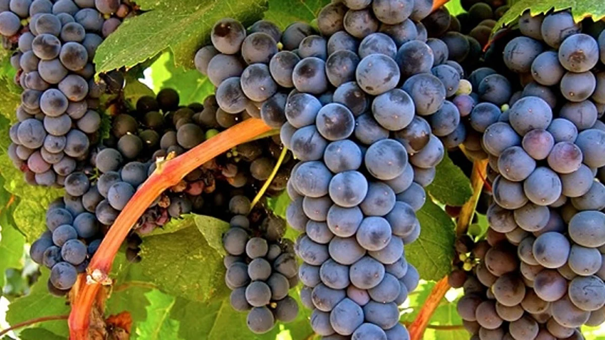 Racimos de petit verdot maduros y muy oscuros en la cepa
