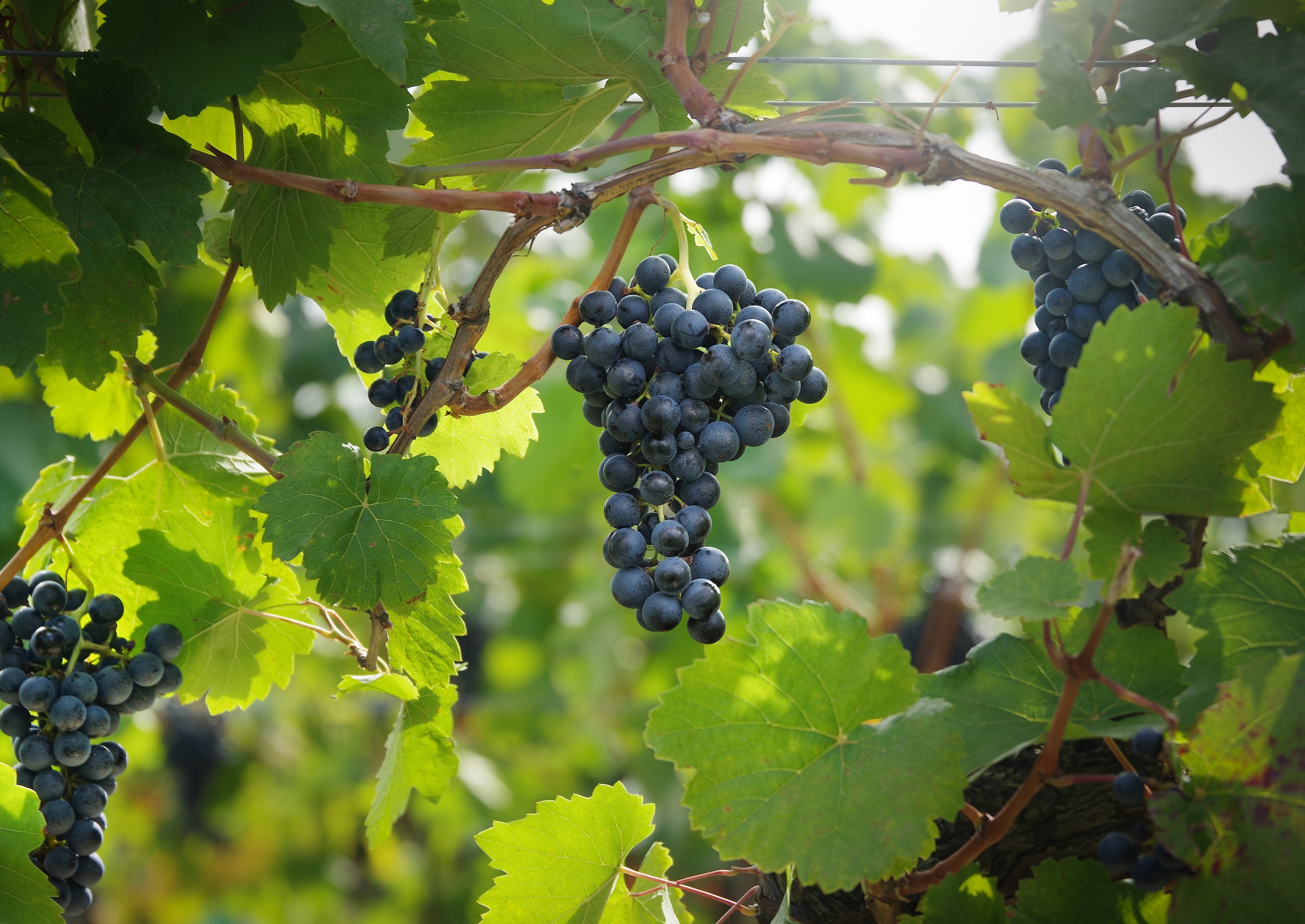 Racimos de Blaufränkisch colgando de la vid