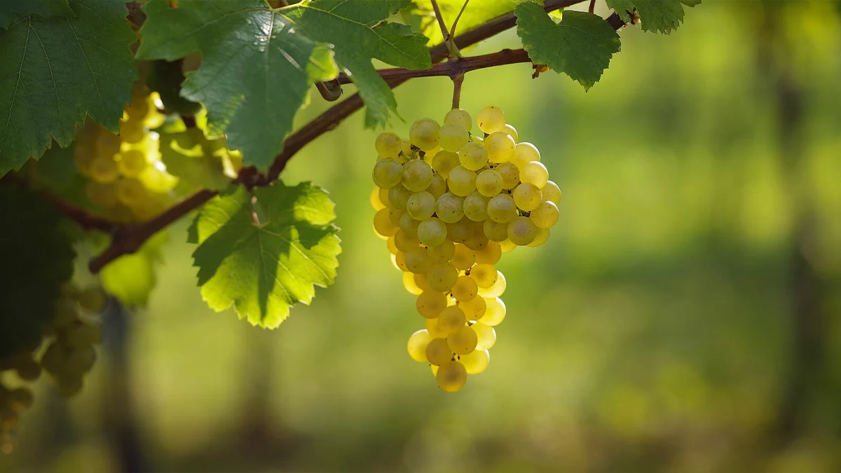 Chardonnay: la uva que hace lo que le diga el lugar