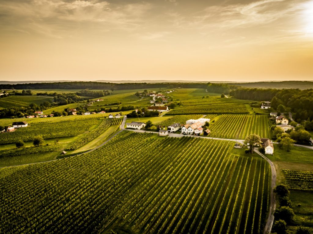 Viñedos de Ried Weinberg en el Eisenberg, sur de Burgenland