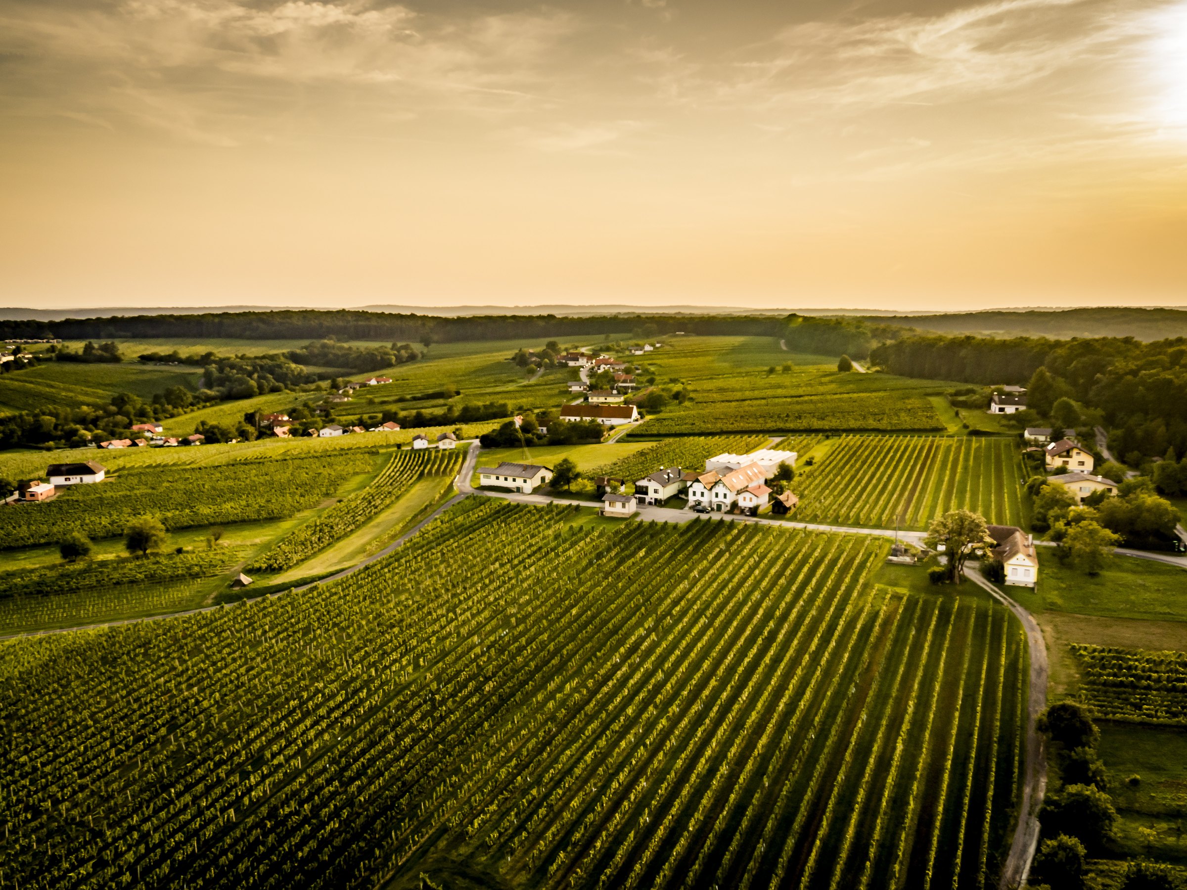 Viñedos en las laderas del Eisenberg, en el sur del Burgenland
