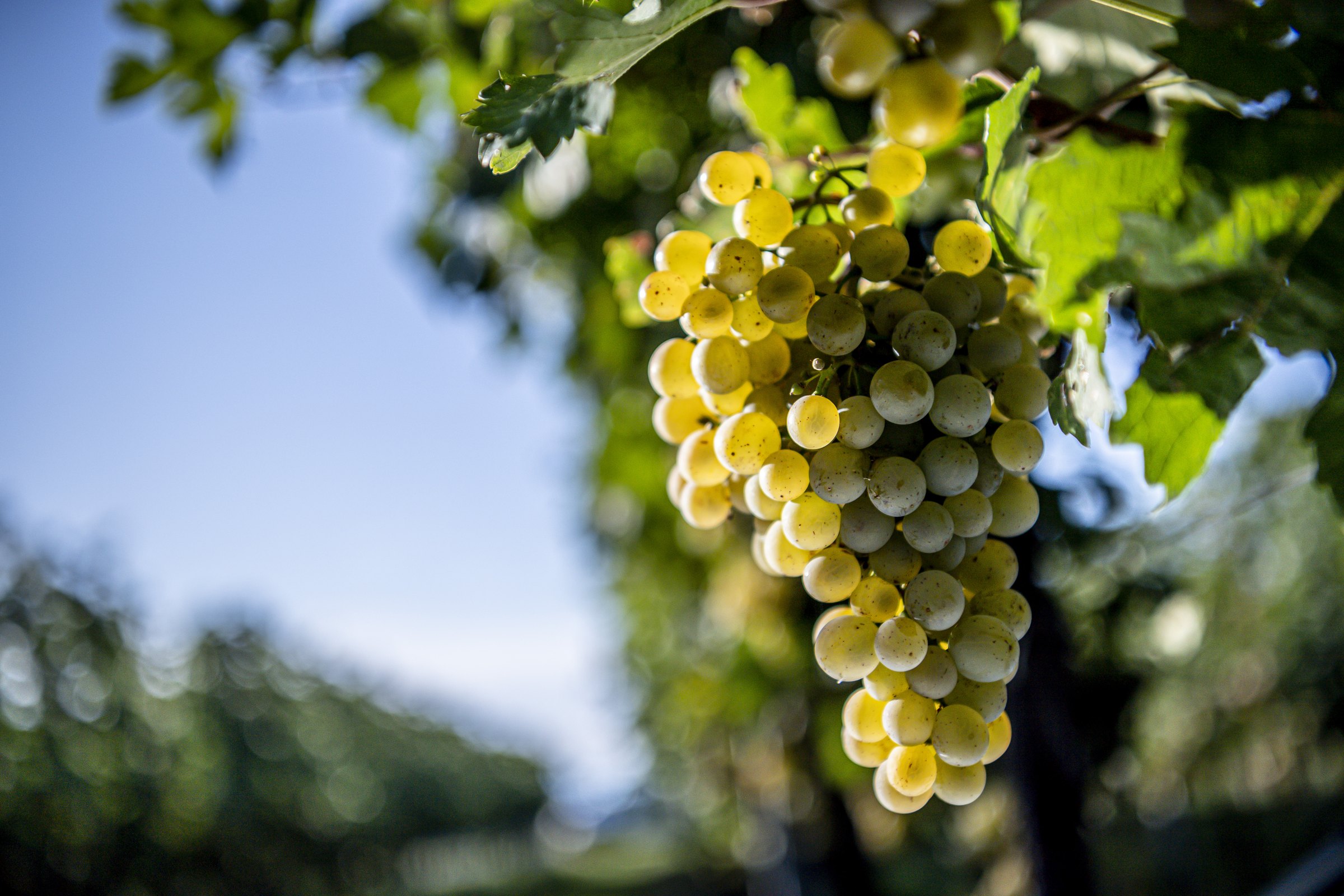 Grüner Veltliner: la uva blanca que aguanta el chile