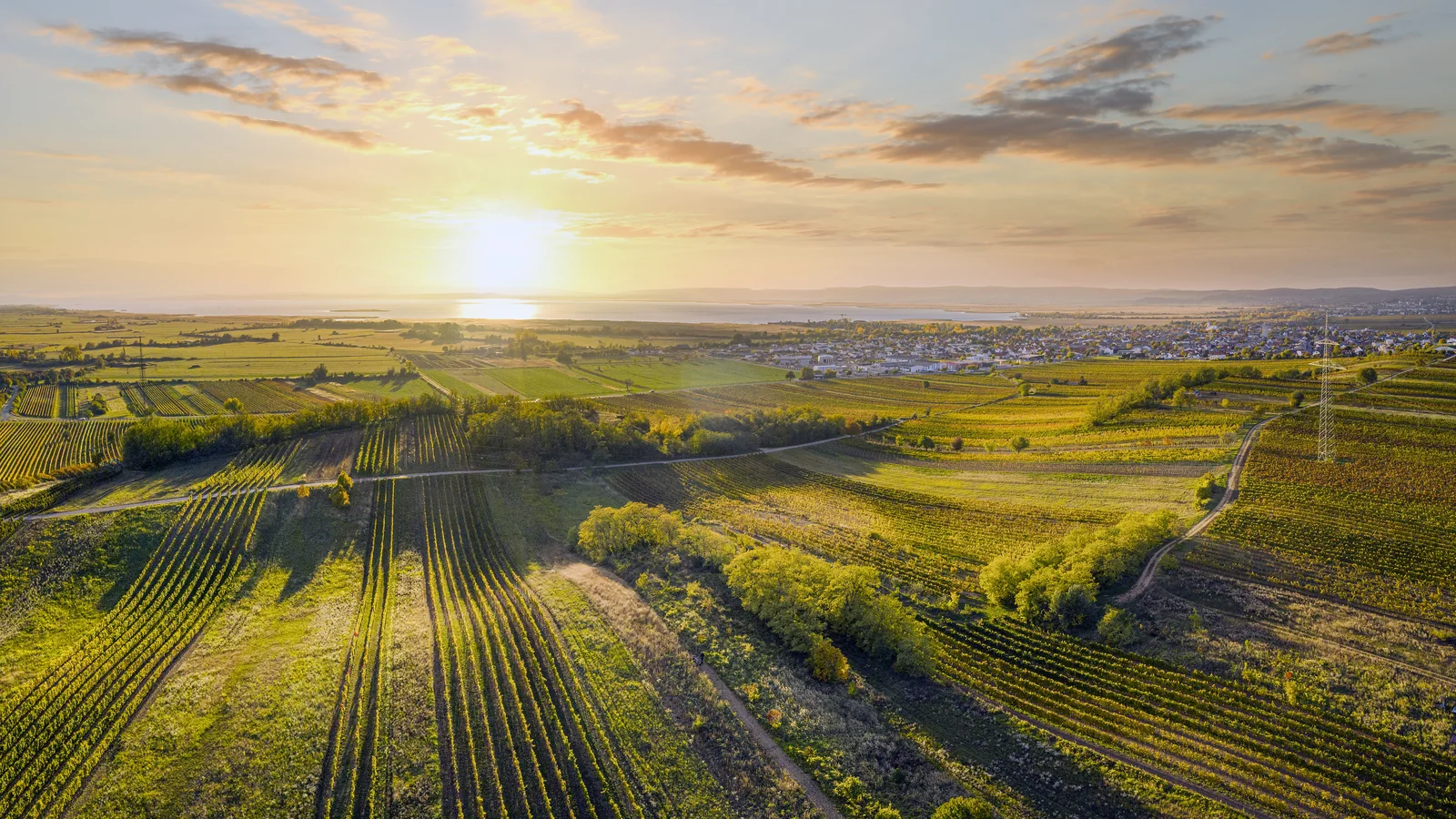 Viñedos del Neusiedlersee al atardecer, con el lago al fondo