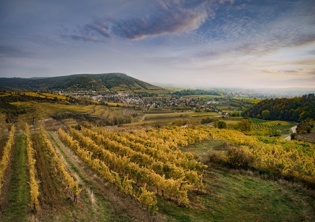 Viñedos de Ried Spiegel y Ried Heiligenstein sobre Langenlois, en el Kamptal
