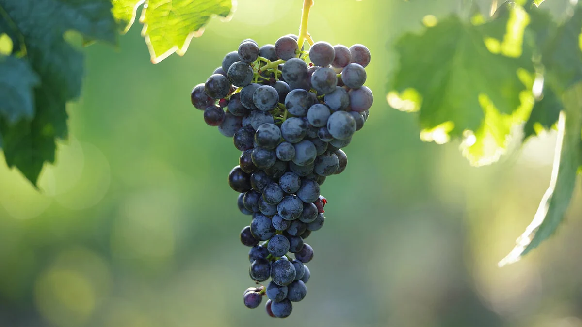 Merlot: la uva que una película hundió