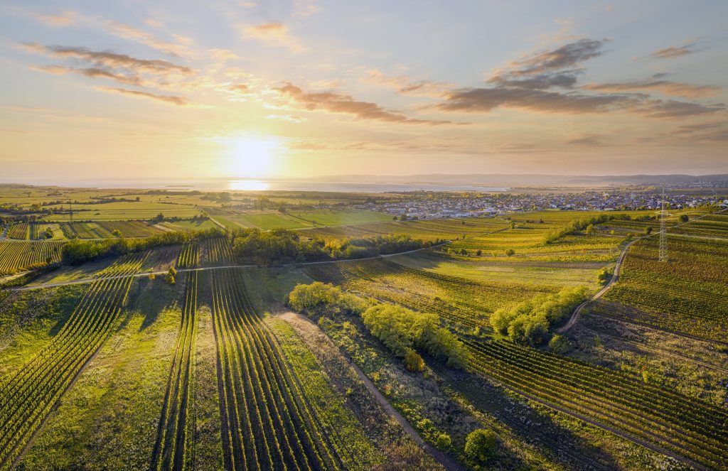Viñedos de Ried Ungerberg entre Gols y Weiden am See, junto al lago Neusiedl
