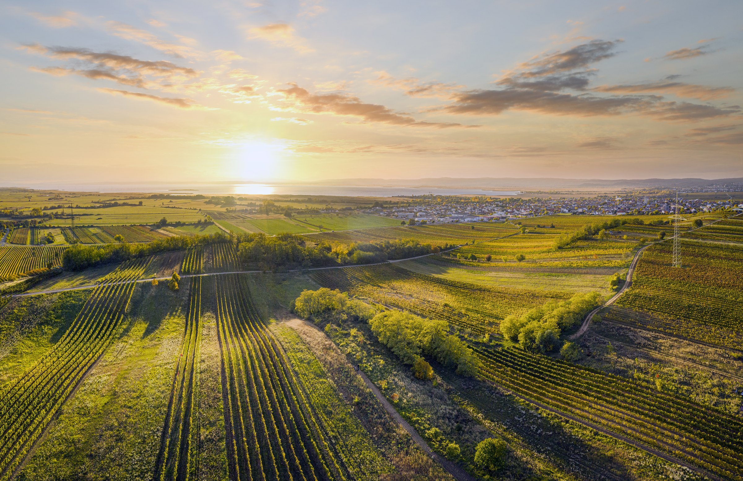 Viñedos del Neusiedlersee al atardecer, en el Burgenland