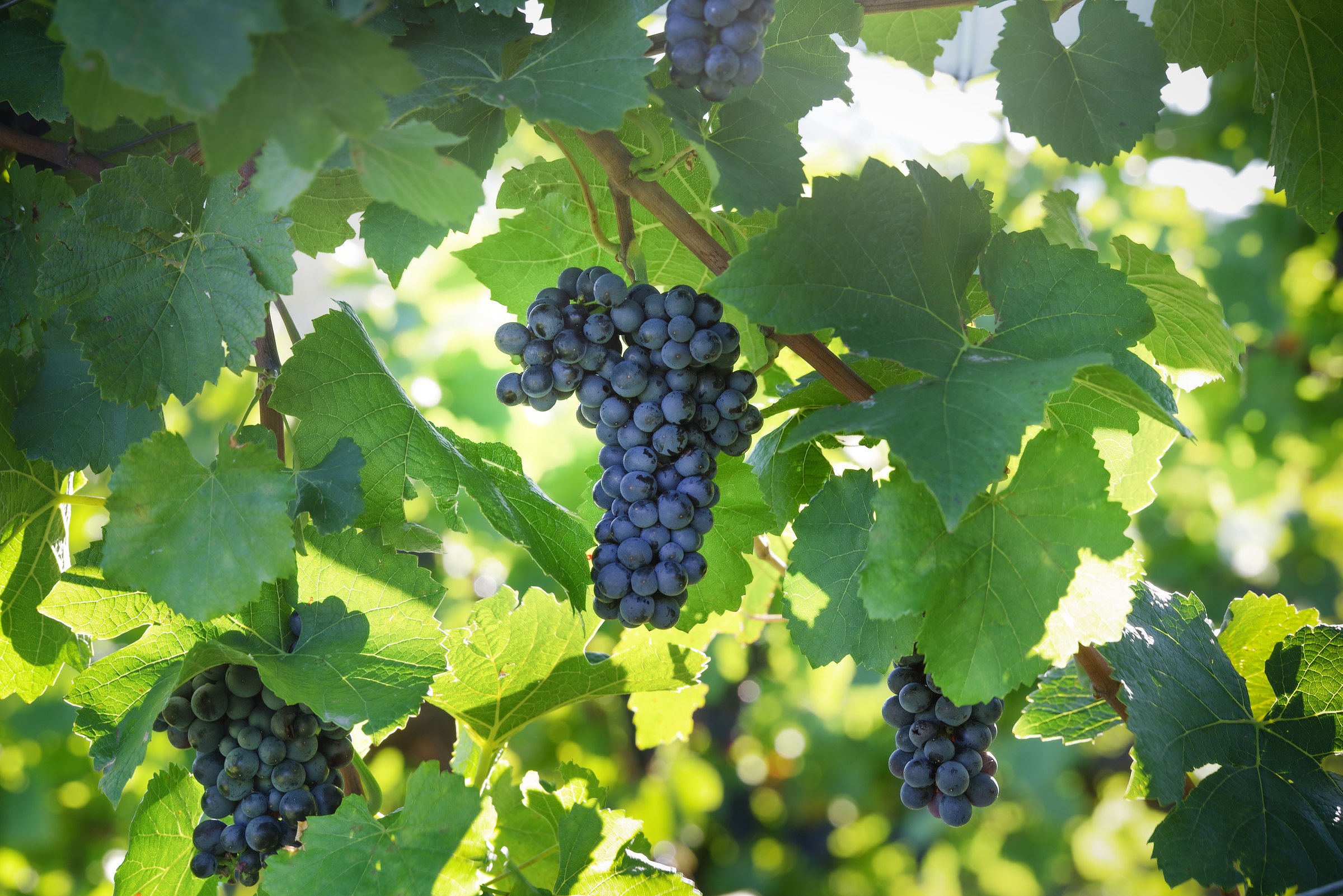 Racimos de Pinot Noir, de grano azul oscuro, colgando de la vid