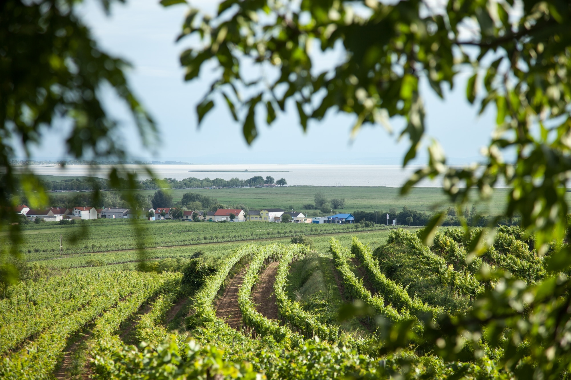 Viñedos junto al lago Neusiedl, en Podersdorf am See