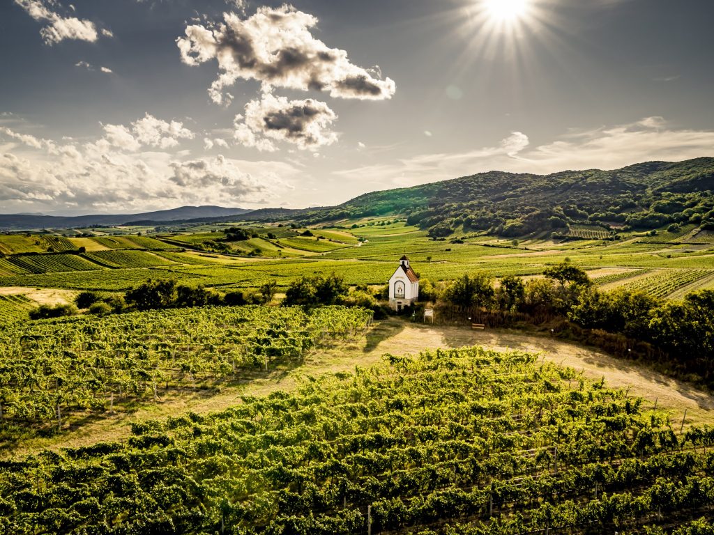 Viñedos de Ried Mandel-Höh en Gumpoldskirchen, en la Thermenregion