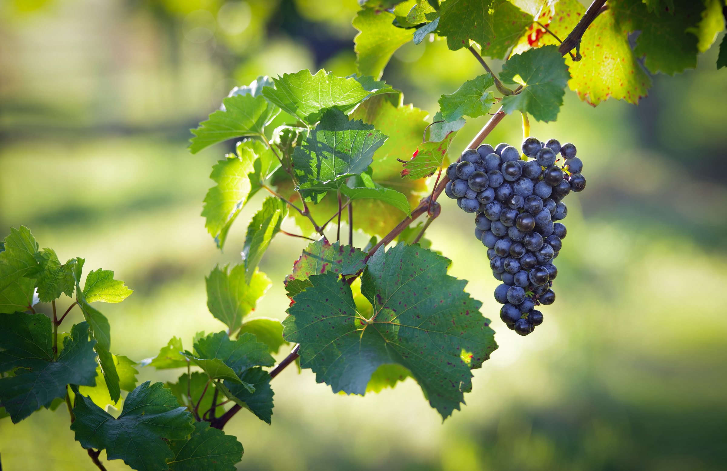 Zweigelt: el tinto austriaco que se toma frío