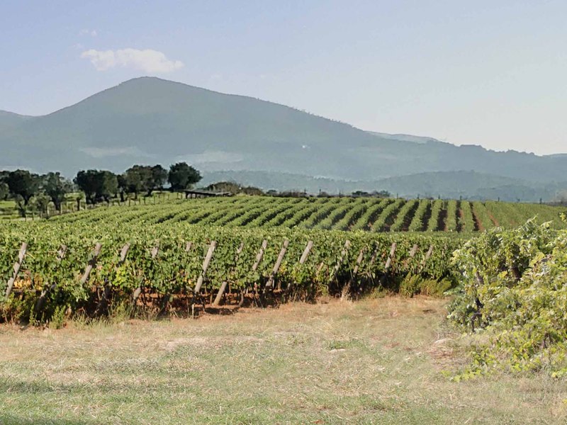 Viñedo de Tenuta Collemezzano con las colinas de la Alta Maremma al fondo