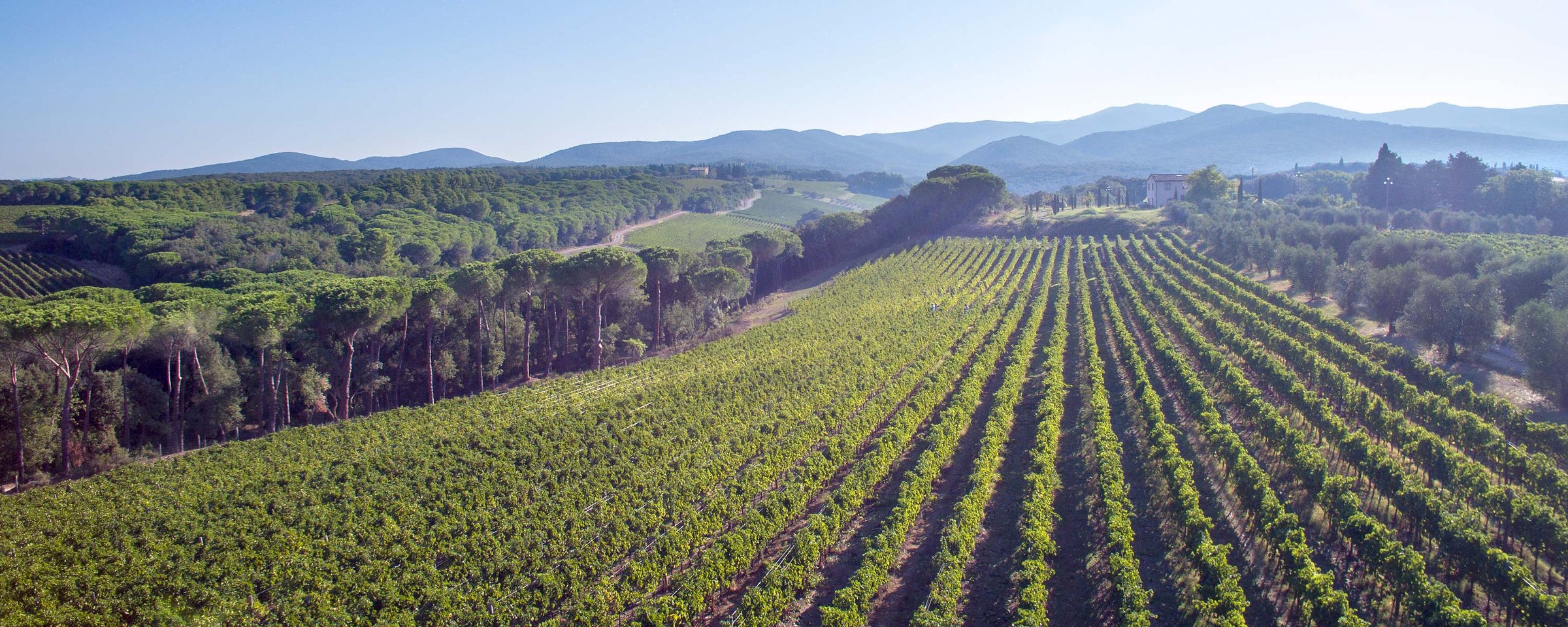 Vista aérea de los viñedos de Biserno en Bibbona, con los pinos y las colinas de la Alta Maremma al fondo