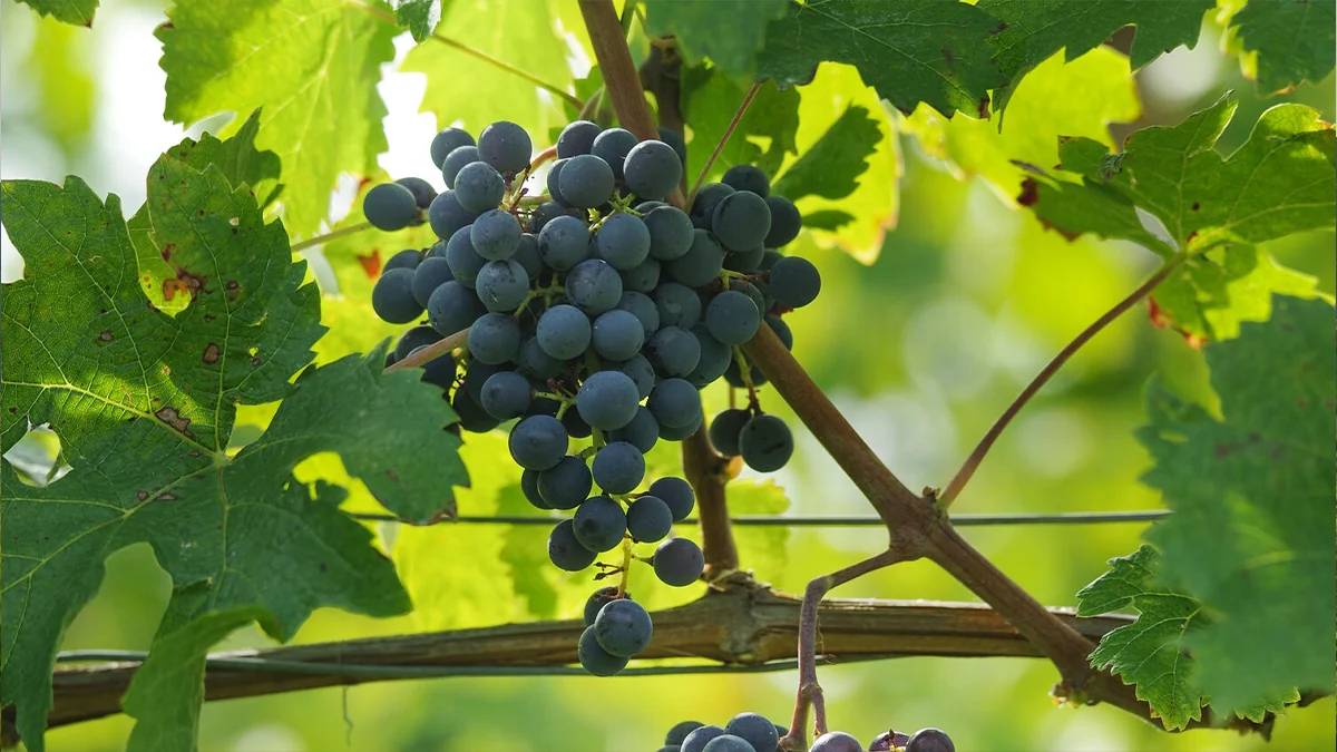 Cabernet Franc: el padre del cabernet sauvignon
