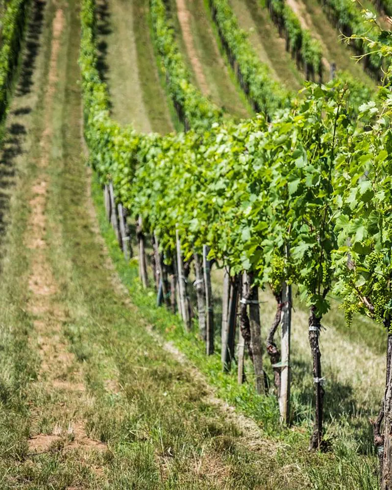 Viñedo de Claus Preisinger en Gols, Burgenland
