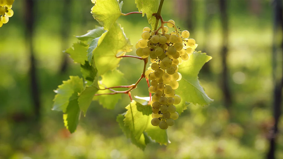 Furmint: la uva de Tokaj que también se bebe seca