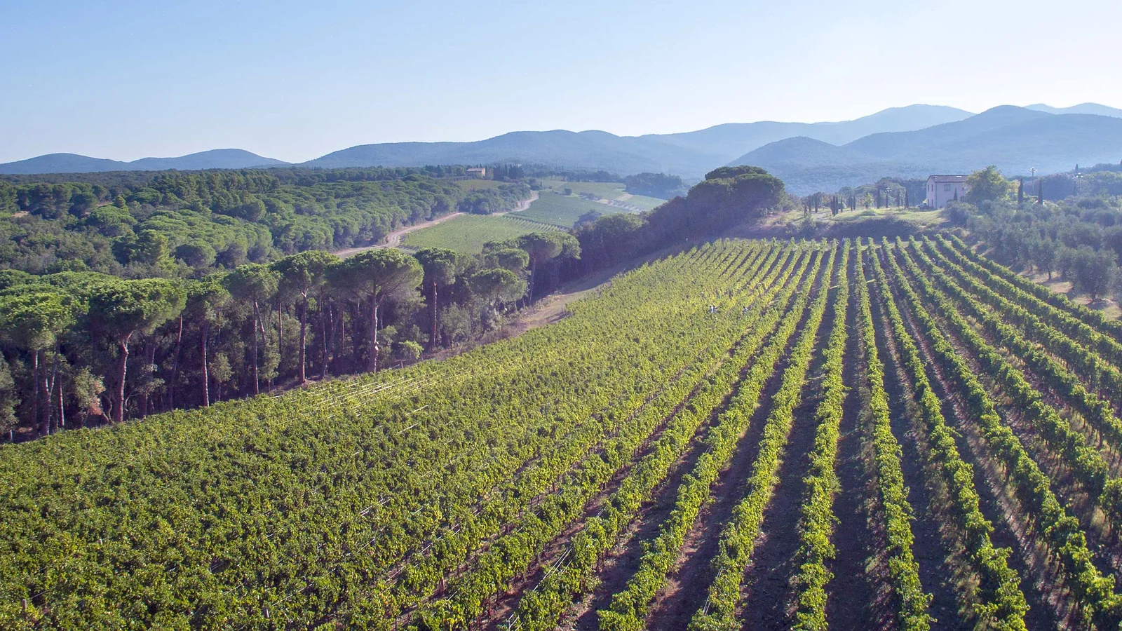 Hileras de viñedo vistas desde el aire en Bibbona, con los pinos y las colinas de la Alta Maremma