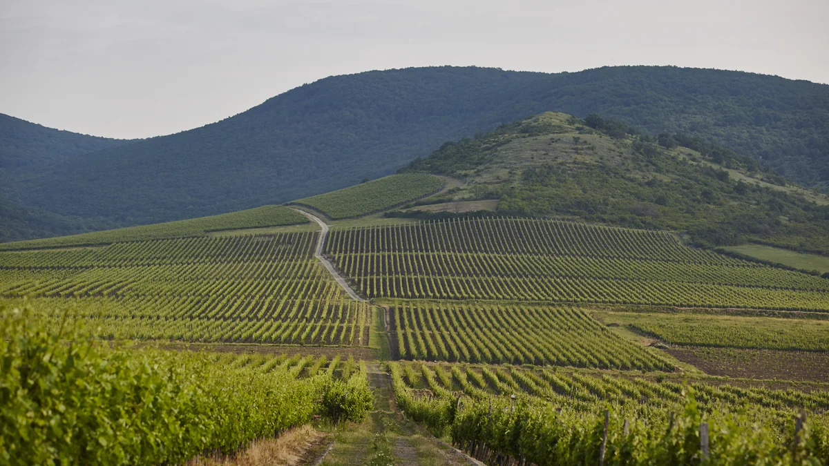 Viñedos de furmint en las laderas volcánicas de Tokaj