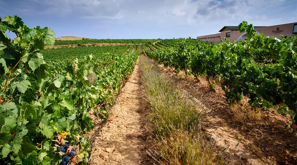 Hileras de viñedo de tinta fina en Roa, con la bodega Solterra al fondo