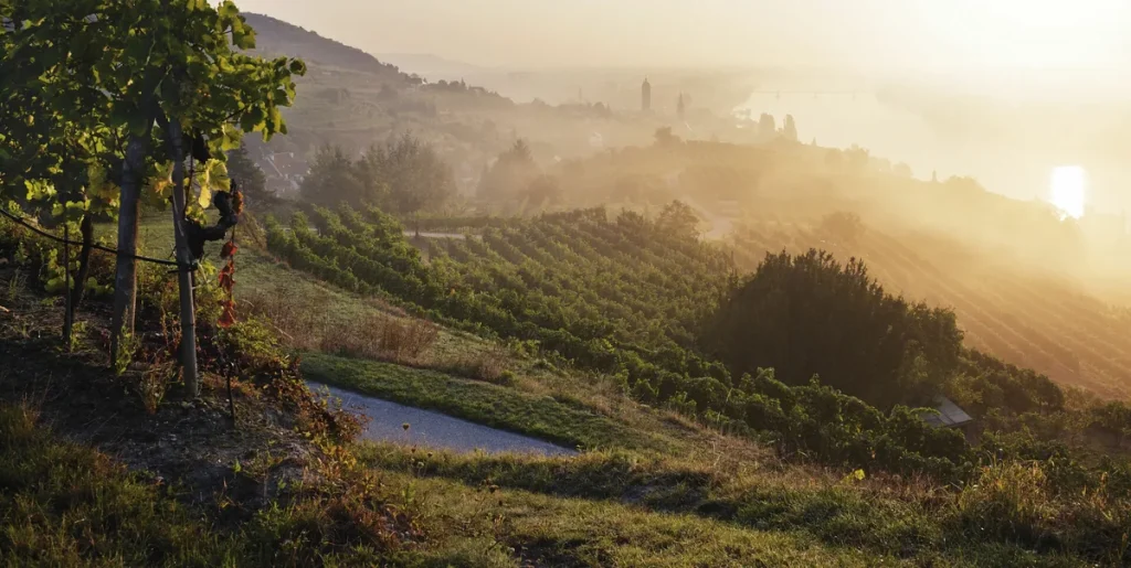 Viñedos del Kremstal en una ladera sobre el Danubio al amanecer, con el campanario de un pueblo entre la bruma