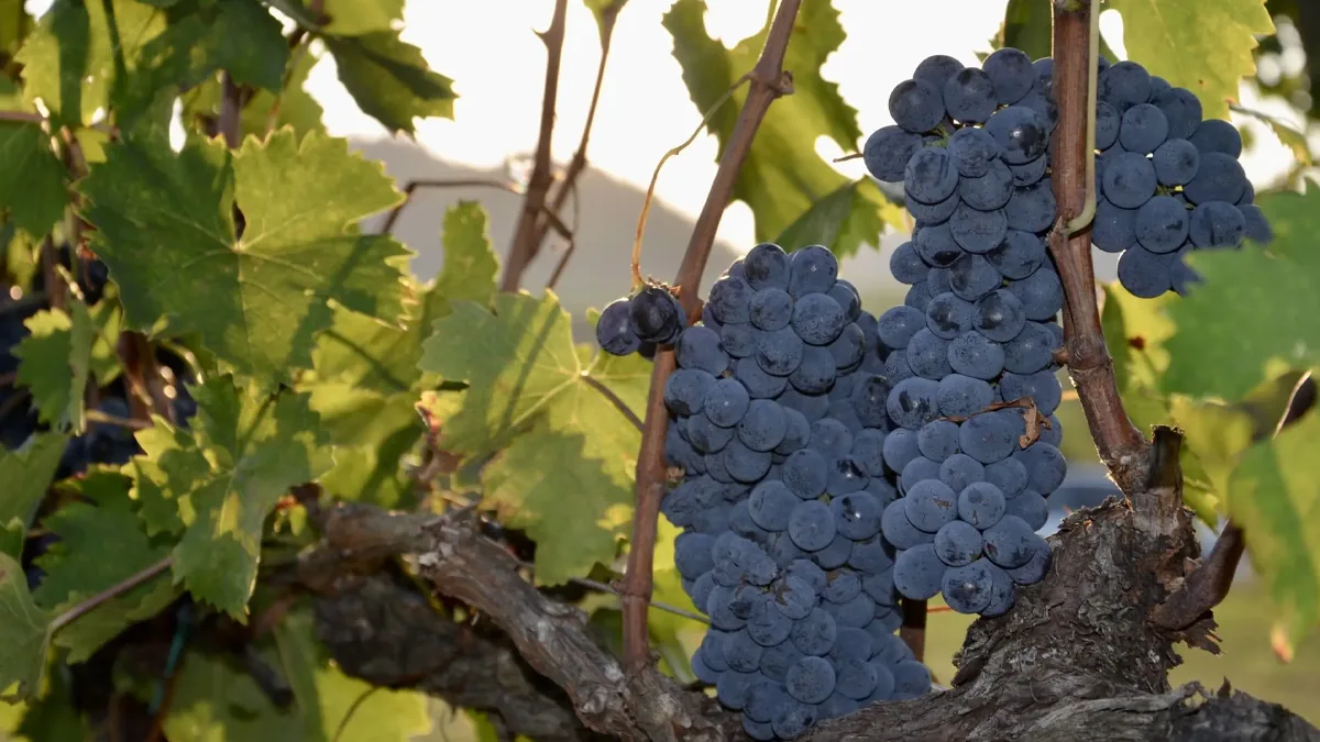 Nero d’Avola: la uva que Sicilia mandaba al norte