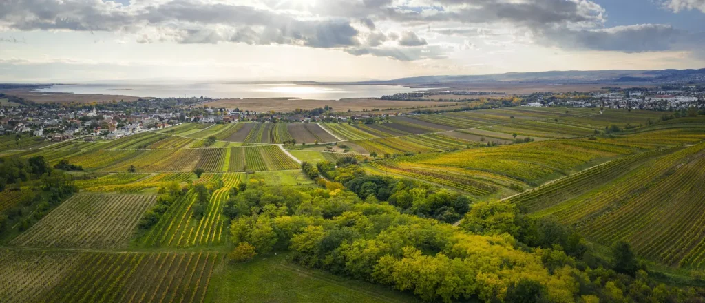 Viñedos en otoño que bajan hacia un pueblo y el lago Neusiedl, con su cinturón de carrizo