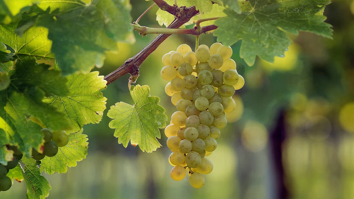 Racimo de sauvignon blanc al sol