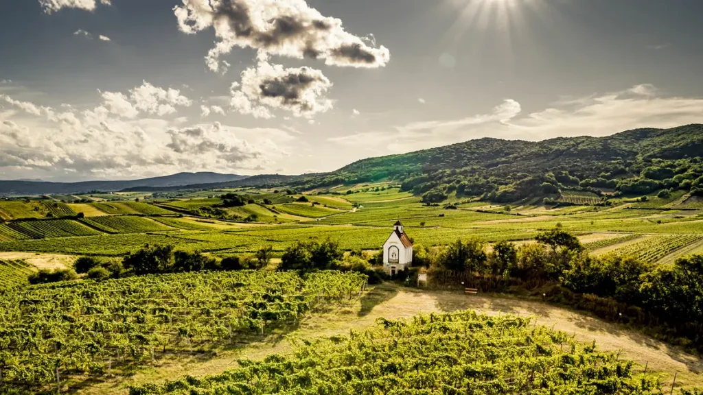 Una capilla blanca entre viñedos de la Thermenregion, con los cerros boscosos del Wienerwald al fondo