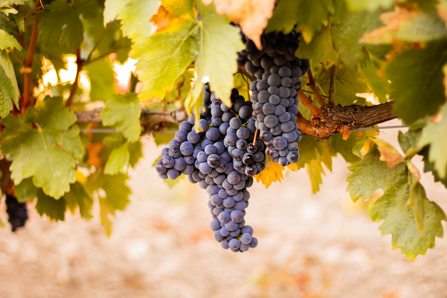 Tinta fina: el tempranillo de la Ribera del Duero