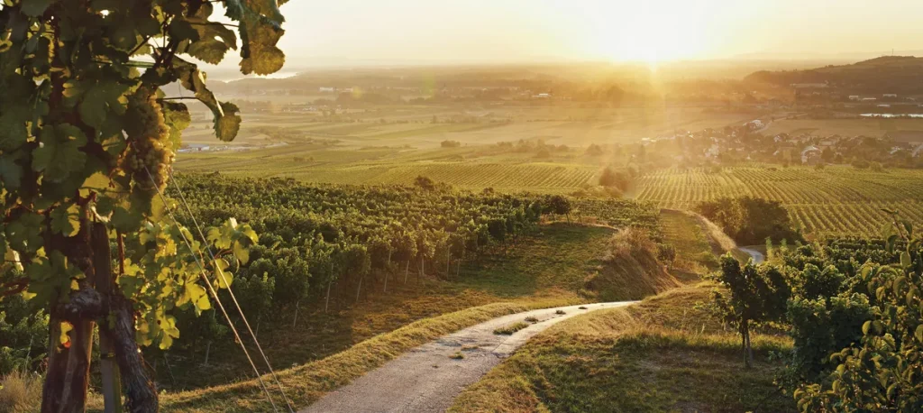 Viñedos del Traisental en una ladera con el sol bajo, un camino entre las hileras y la llanura del Danubio al fondo