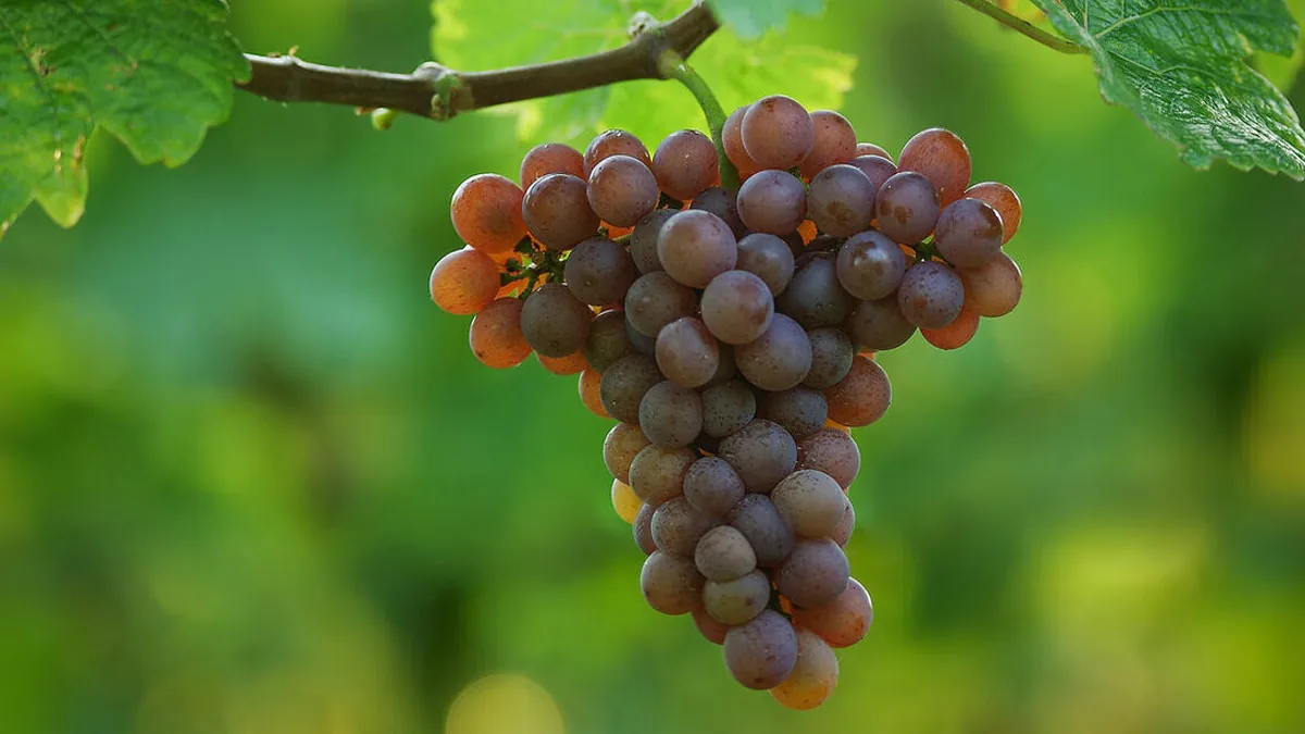 Racimo de traminer en la cepa