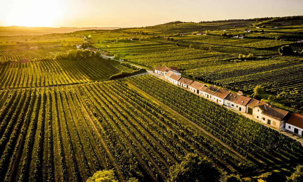 Una hilera de casas de bodega blancas, una Kellergasse, entre viñedos del Wagram con el sol bajo