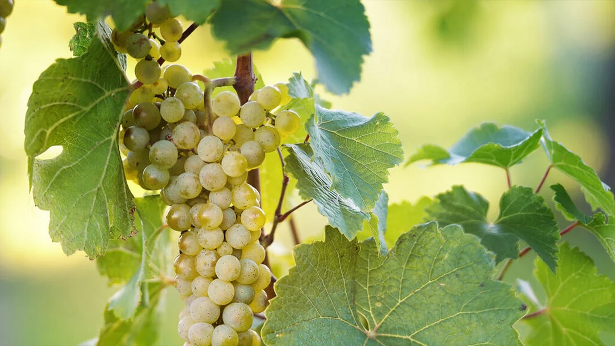 Welschriesling: el riesling que no es riesling