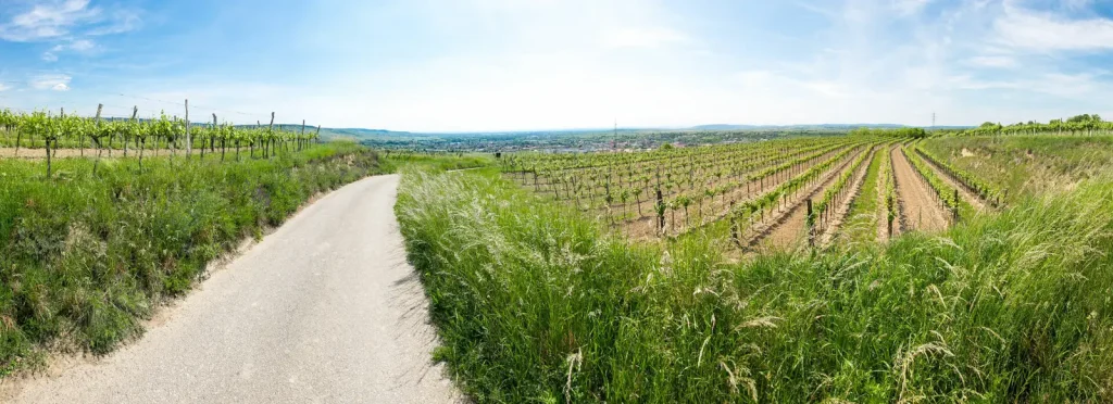 Viñedos jóvenes en primavera junto a un camino, con la llanura y la ciudad al fondo